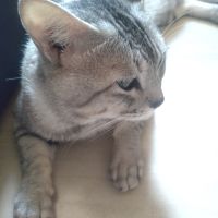 ネッコ吸い 会員画像