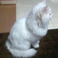 ラフマニノフ 会員画像