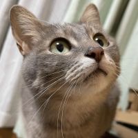 ひまゆし 会員画像