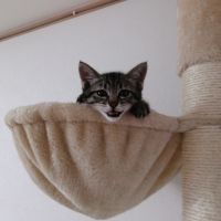 チョロモコミルさん