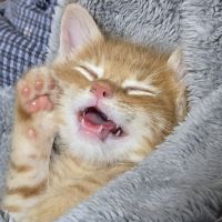 ねこにすとさん