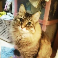 佐々木さんさん