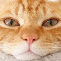 ねこたろう.さん