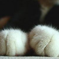 にゃん太郎 会員画像