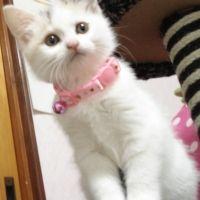 サガン 会員画像