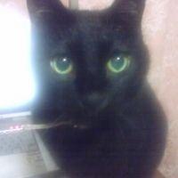 Qtaro 会員画像