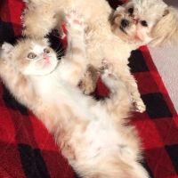 ゆめめ 会員画像