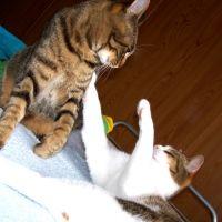 ねこだいふく 会員画像