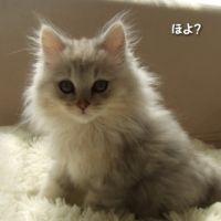 ソラママ 会員画像