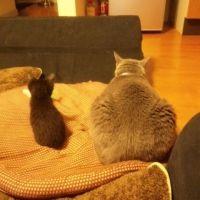 ネギシ 会員画像