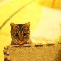 会員画像