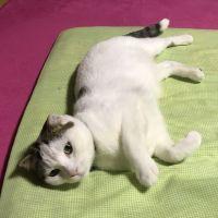 ミータマ 会員画像