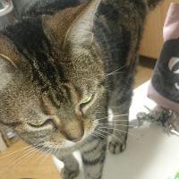 ぎぎこ 会員画像