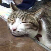いろはかるた 会員画像