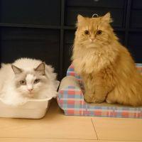 tenmugi 会員画像