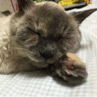 しーこ 会員画像