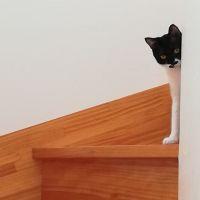 たまこくらぶ 会員画像