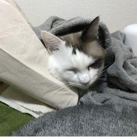 こねぎ3 会員画像