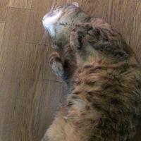 会員画像
