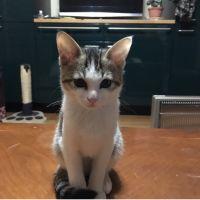 桃にゃん 会員画像