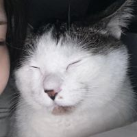 にゃよん 会員画像