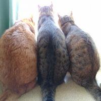 会員画像