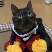 ネコノミカタ ケータ