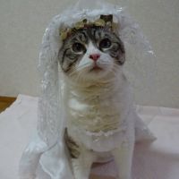 がめちゃん 会員画像