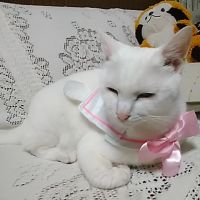 会員画像
