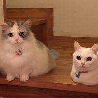 mibo吉 会員画像