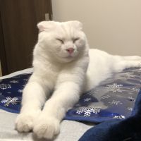 しらしず 会員画像