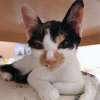 三毛猫ホクロ 会員画像