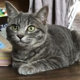ミャオウ 会員画像