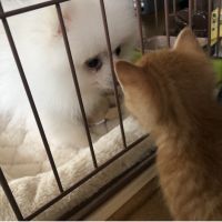 komugiko 会員画像