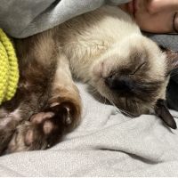 みかにゃーーん 会員画像