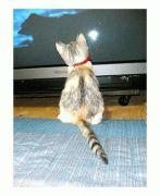 トゲオ 会員画像