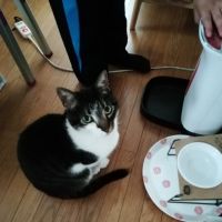 キジシロなのは 会員画像