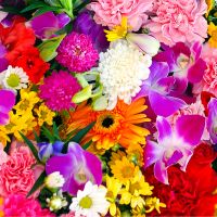 ひよこ. 会員画像