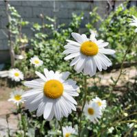 えるご 会員画像