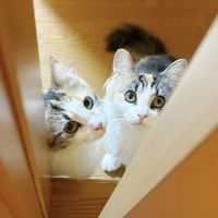 らむれむ日常さん