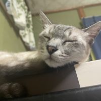 あめかむさん