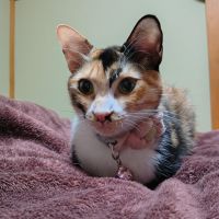りんまるこさん