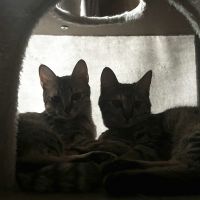 くろみつきなこの飼い主 会員画像