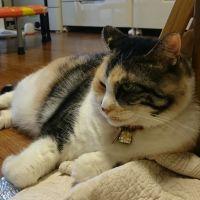 めるあお 会員画像