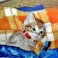 パジャマ 会員画像