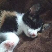 あやじゅん 会員画像