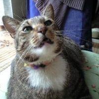 はな2002 会員画像