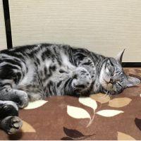 あやあやあやや 会員画像