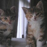 hotateburi 会員画像