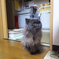 かがrin 会員画像